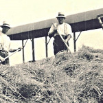 Sid Pickering and Arthur Horner haymaking at Broad Farm